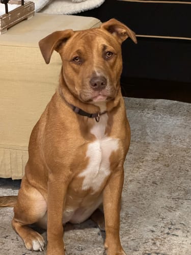 Customer photo review of WUNDERtreats