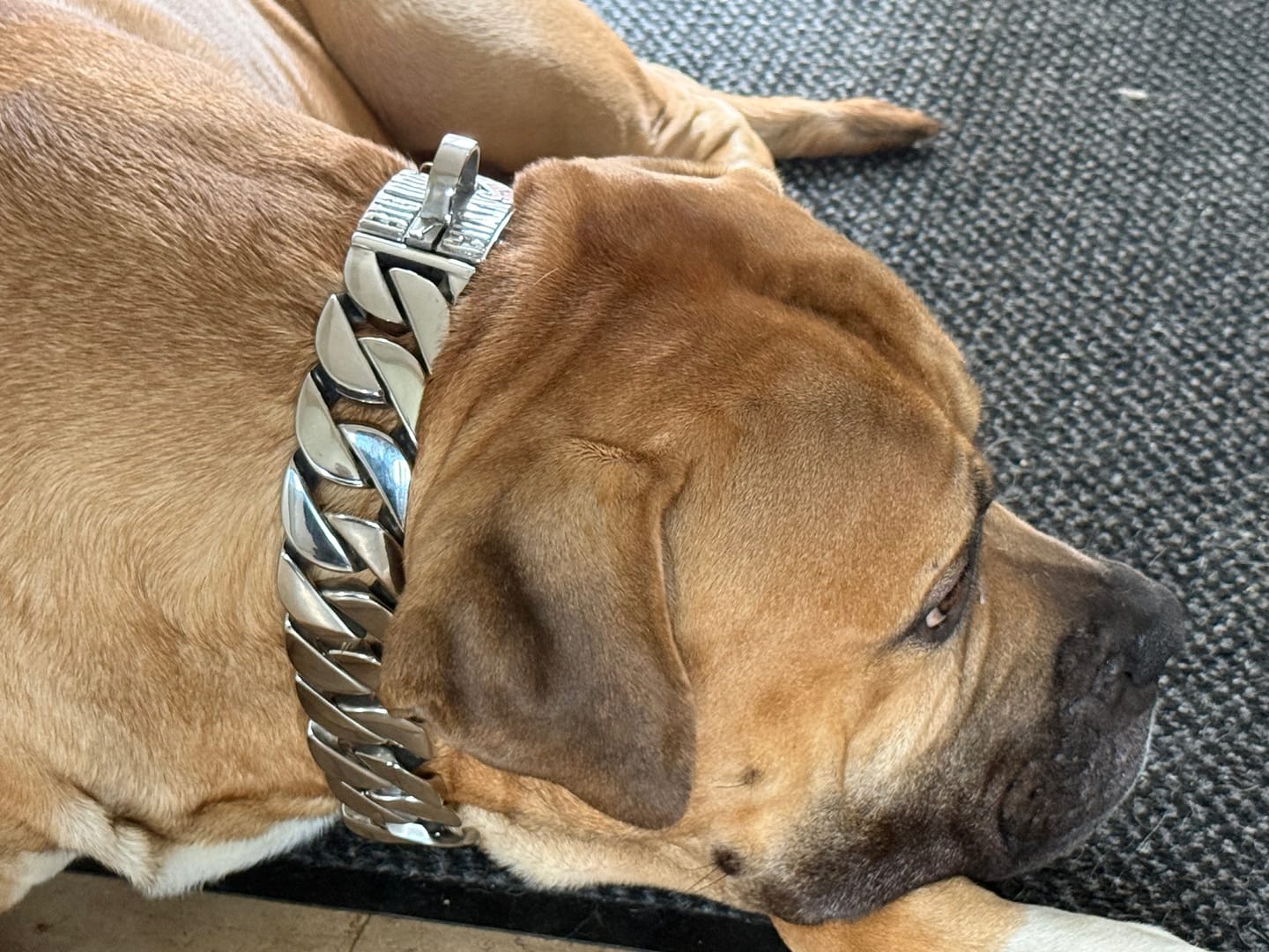Customer photo review of THE GOLIATH 1.75 Inch Dog Collar - Stainless Steel Cuban Link Premium XXL