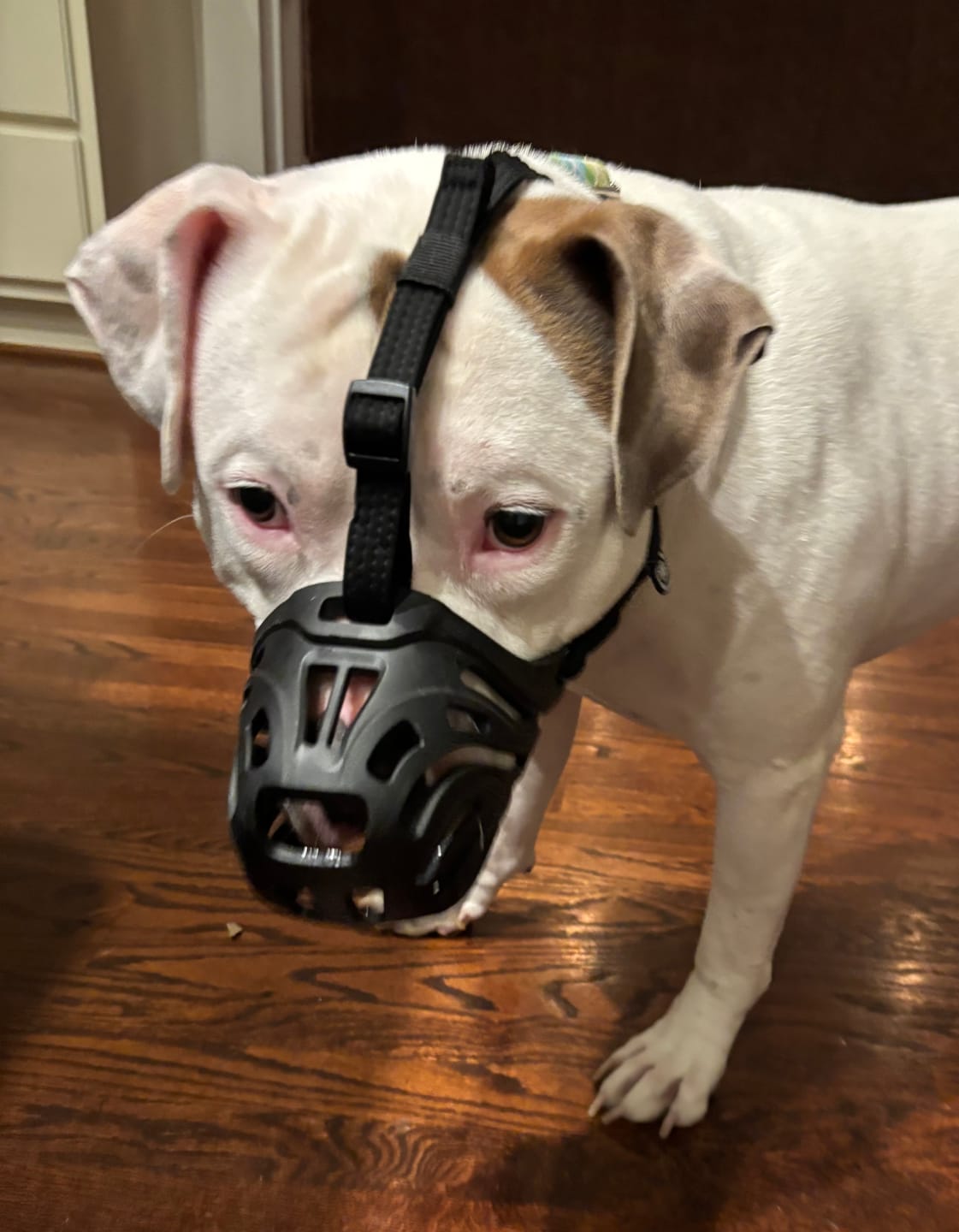 Customer photo review of Muzzle | Flexi & Legal Requirement - S-XL Breeds - Black