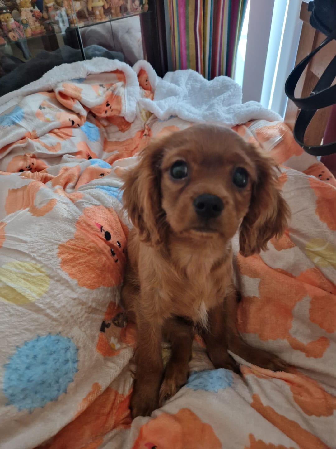 Customer photo review of Hooman Blankie - Curly Club Collection