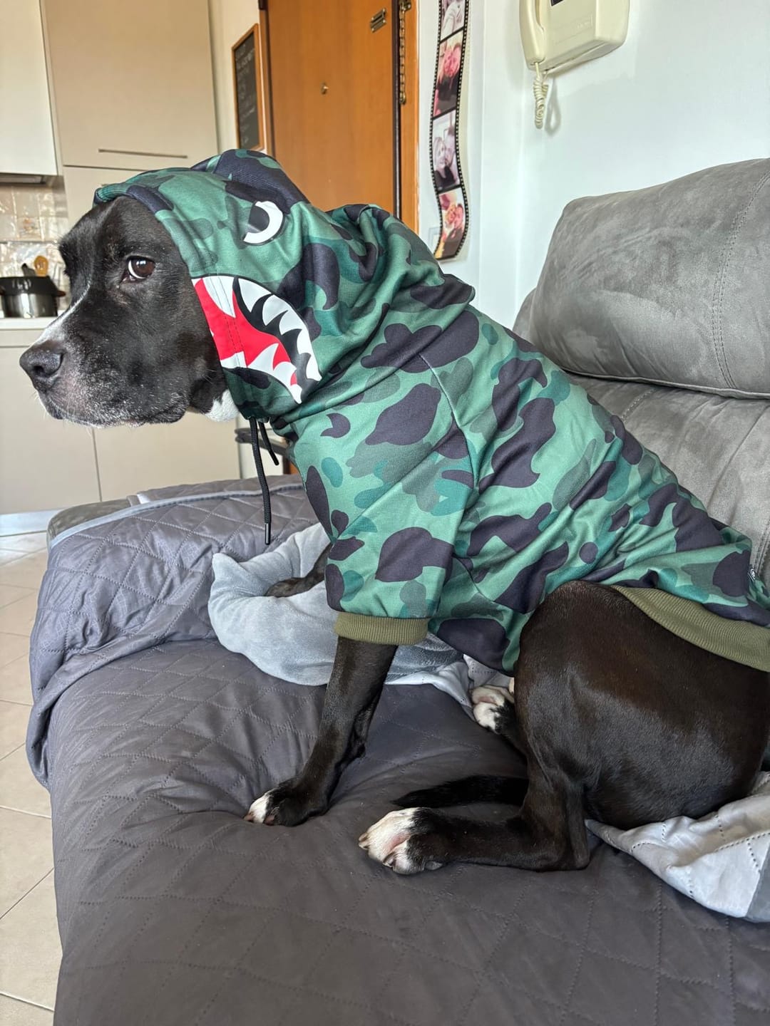 Customer photo review of Shark Monster Dog Hoodie - Green Camo