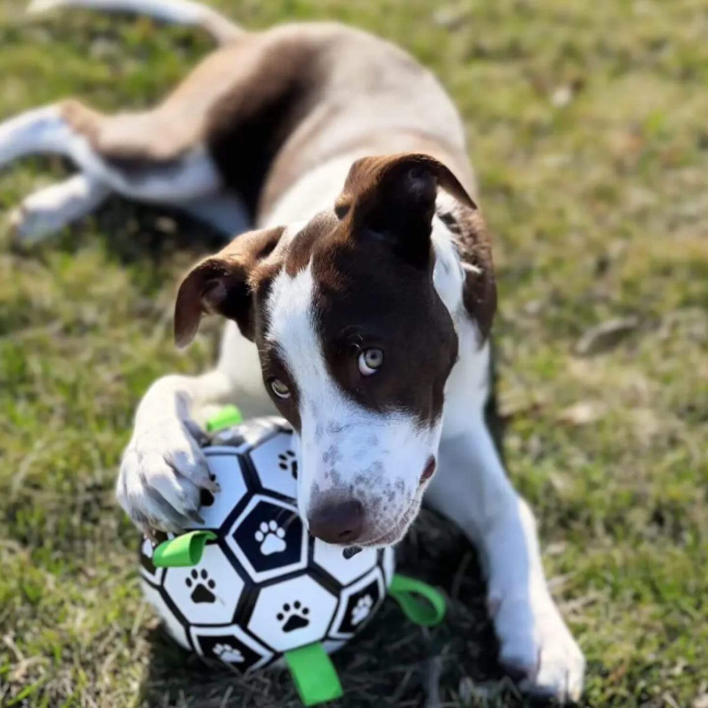 Customer photo review of FlappyBall - Hondenbal Met Touwlussen Bijtbestendig