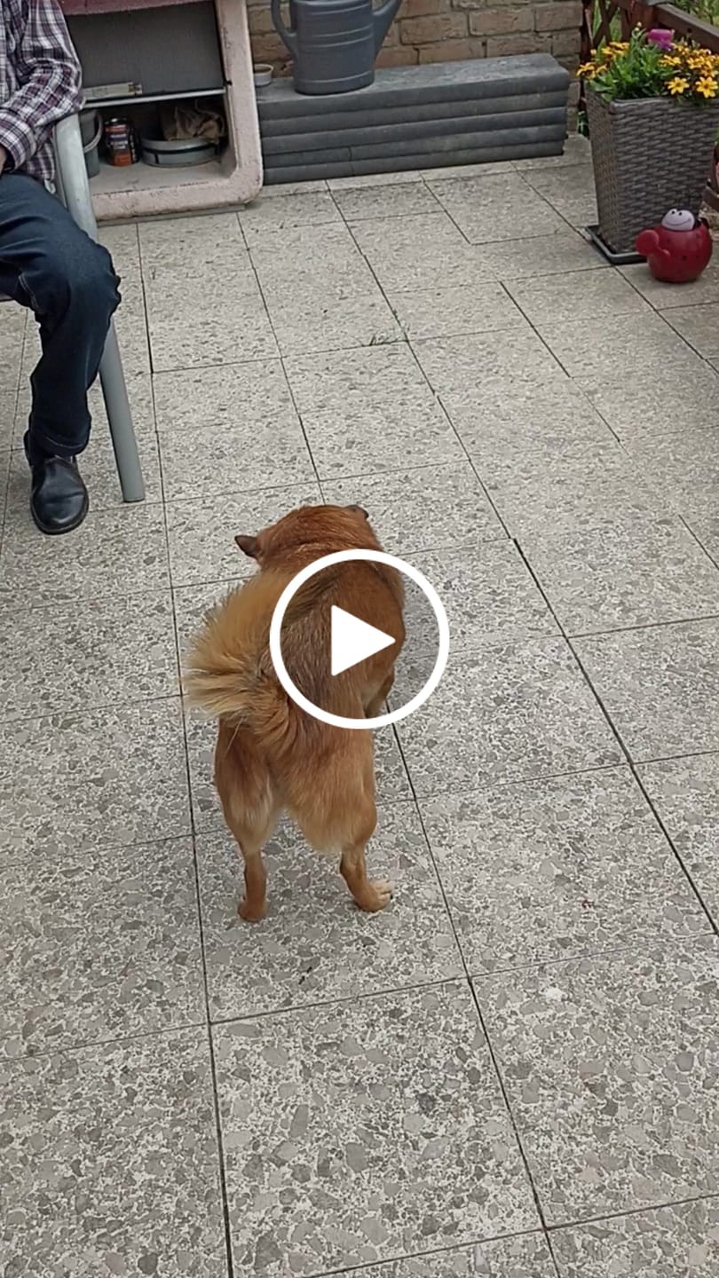 Customer video review of Hundekekse - Kürbis-Huhn - 0.5 mg CBD