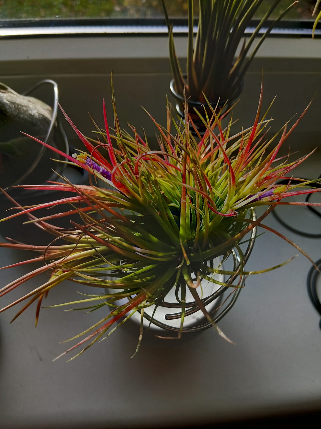 Customer photo review of Tillandsia Ionantha 'fuego' - Pulk