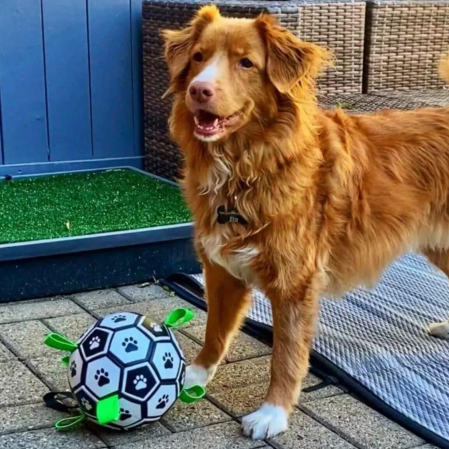 Customer photo review of FlappyBall - Hondenbal Met Touwlussen Bijtbestendig