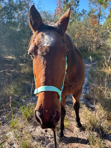 Customer photo review of Personalized Halter - Preorder
