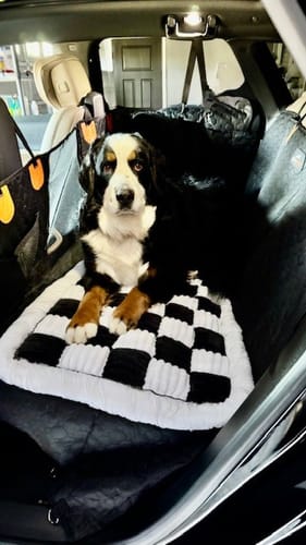 Customer photo review of RuffRover 2.0™ - Hard Bottom Back Seat Extender + (FREE Dog Bed)