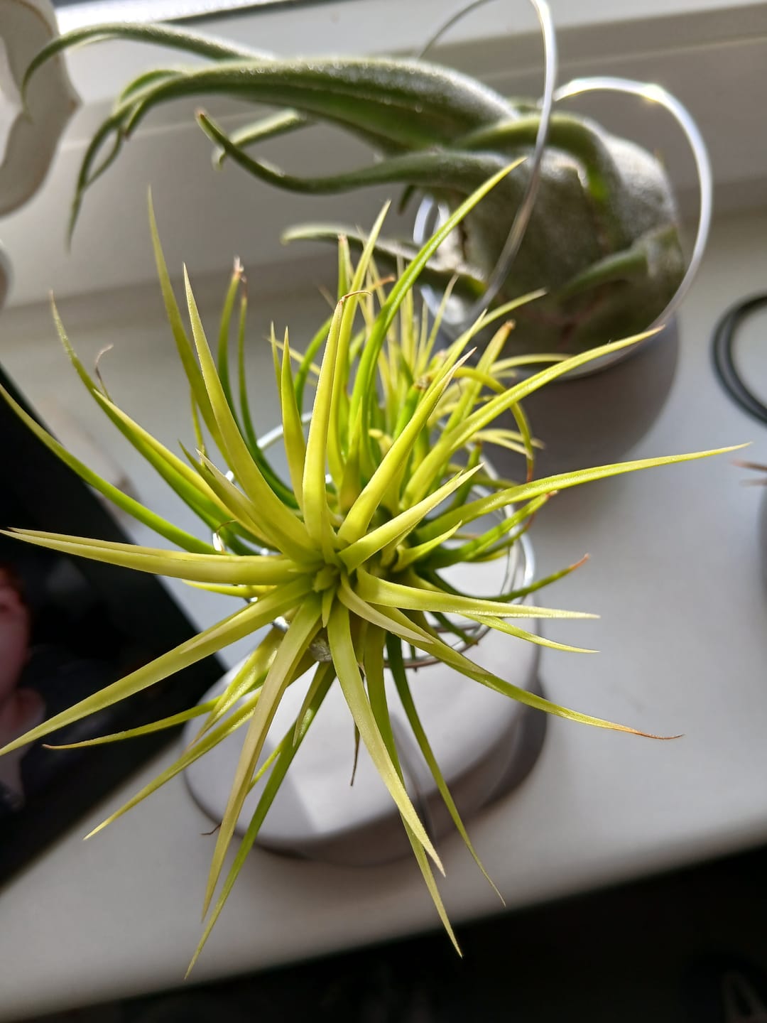 Customer photo review of Tillandsia Ionantha 'druid'