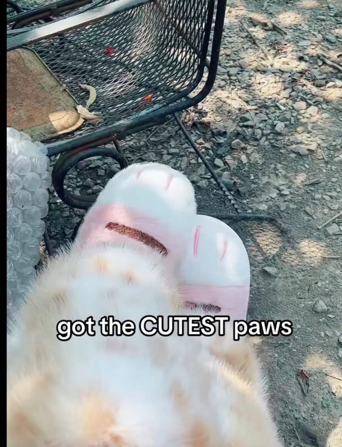 Customer photo review of Warm 3D Cat Paws Furry Slippers