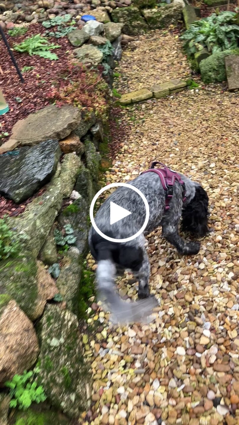 Customer video review of Trail & Glow® Dog Harness - Mulberry Tweed