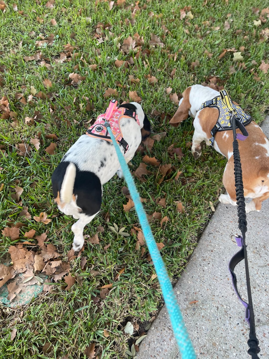 Customer photo review of Happy Squares - Adventure Harness