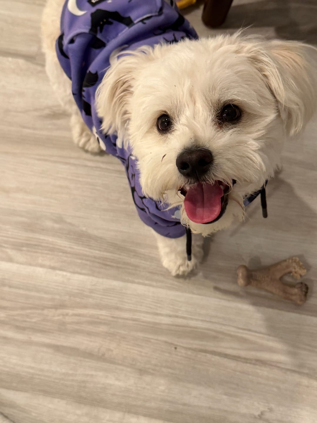 Customer photo review of Halloween Dog Hoodie - Purple