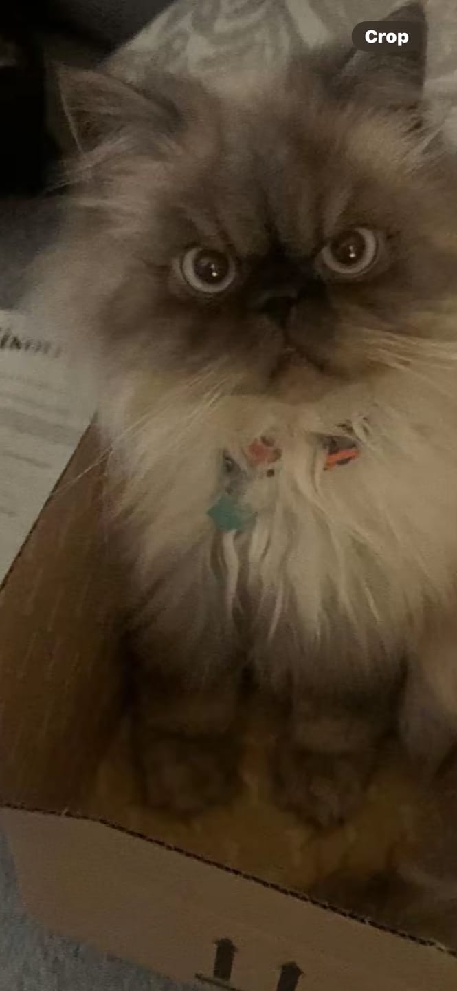 Customer photo review of Cat Gel