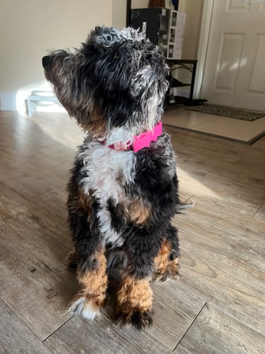 Customer photo review of SWAROVSKI GOLD-PINK BONES