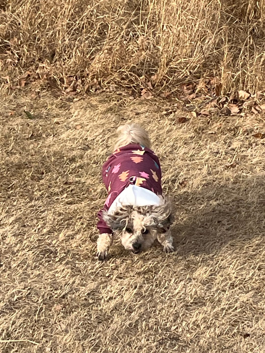 Customer photo review of Christmas Dog Hoodie - Candy Trees