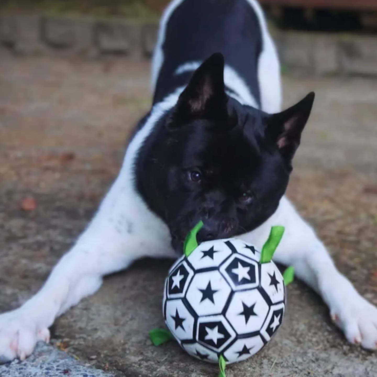 Customer photo review of FlappyBall - Hondenbal Met Touwlussen Bijtbestendig