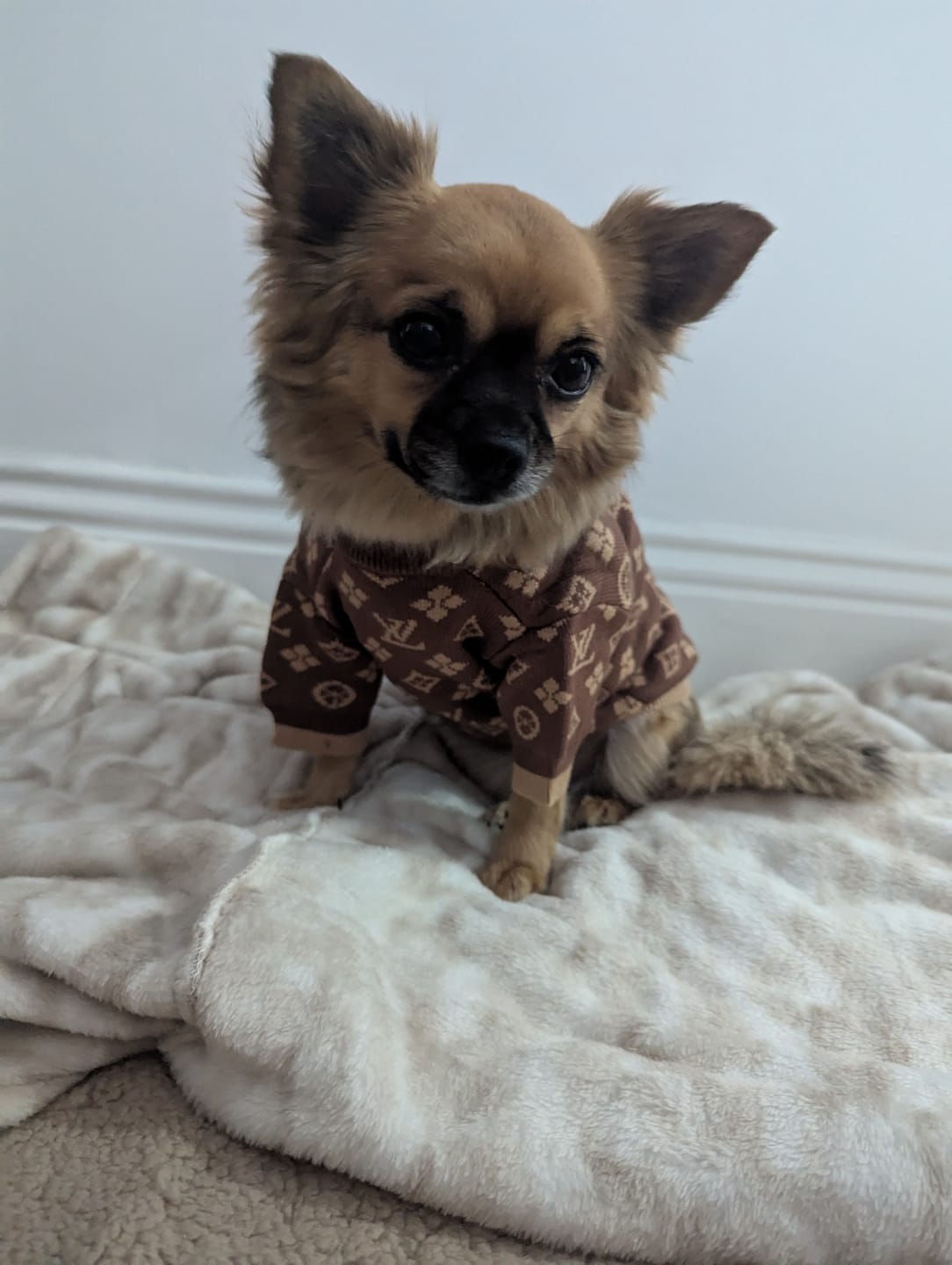 Customer photo review of Shades Of Brown Designer Dog Jumper