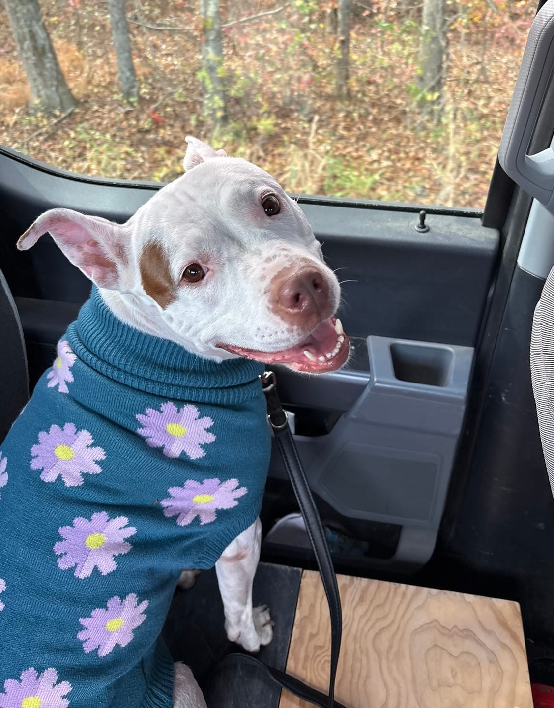 Customer photo review of Flower Knit Dog Sweater