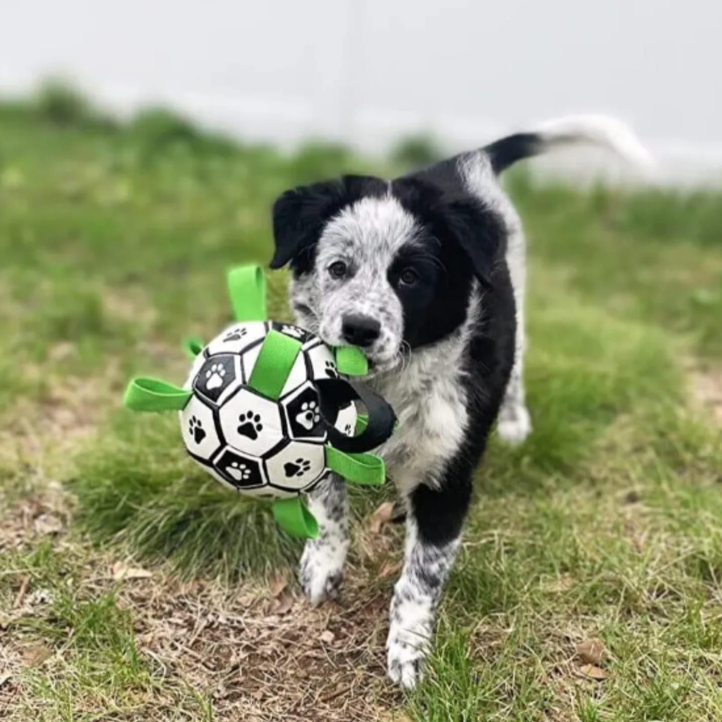 Customer photo review of FlappyBall - Hondenbal Met Touwlussen Bijtbestendig