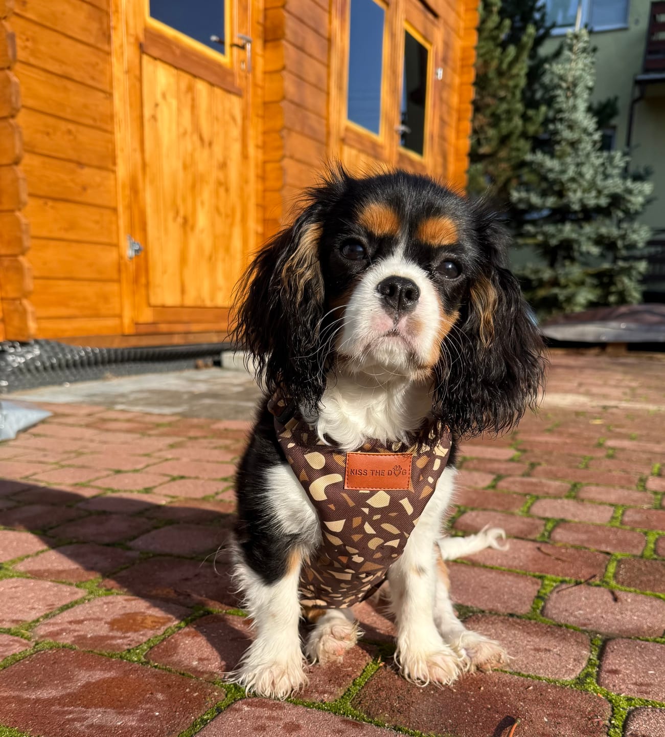 Customer photo review of Szelki bezuciskowe "Brownie Terrazzo" - czarne okucia
