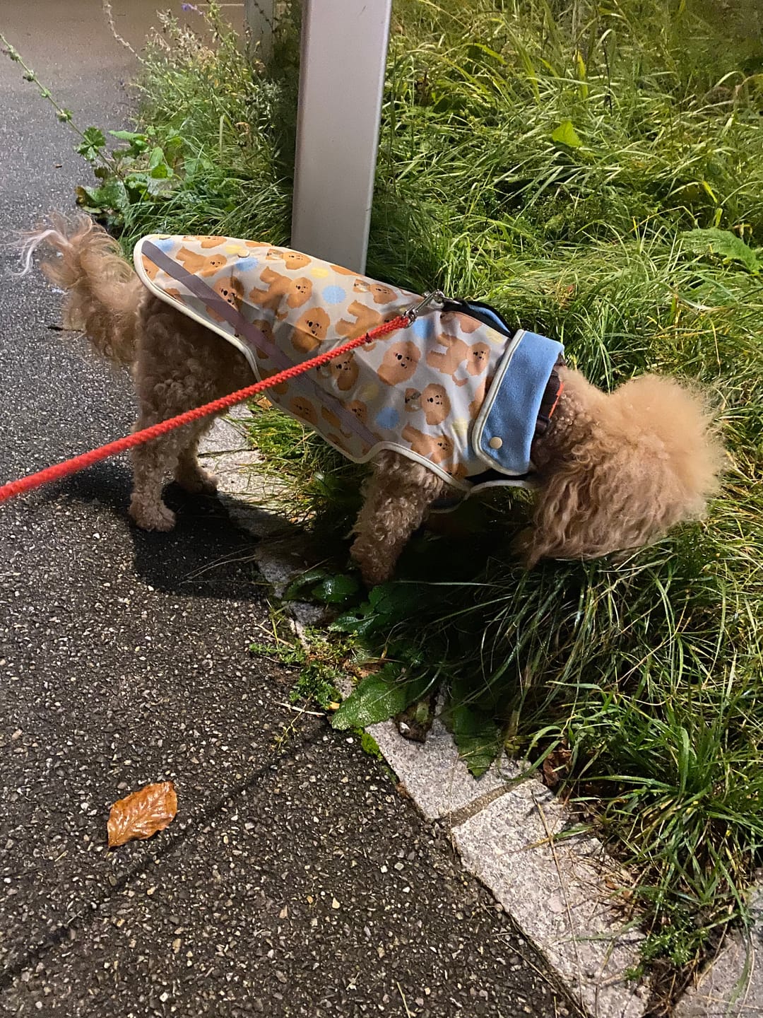 Customer photo review of Rain Jacket - Curly Club