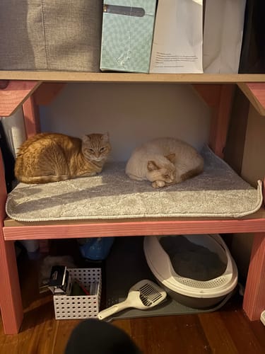 Customer photo review of Fit Litter