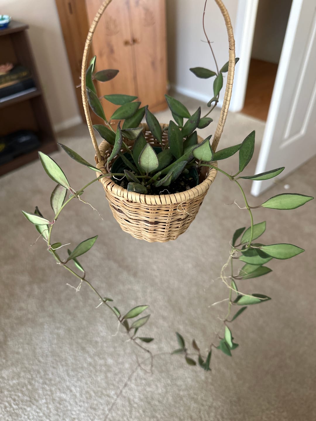 Customer photo review of Hoya sp. aff. burtoniae