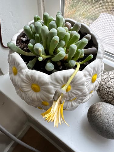 Customer photo review of Fenestraria Aurantiaca | Baby Toes