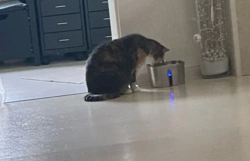 Customer photo review of HydraPurr - Katzenbrunnen aus Edelstahl