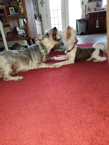 Customer photo review of CBD for Pets - Full Spectrum Daily CBD Hemp Oil for Pets!