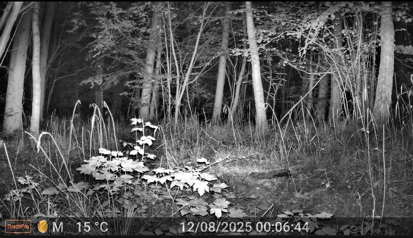 Customer photo review of GardePro E8 2.0 Pro Wi-Fi Trail Camera