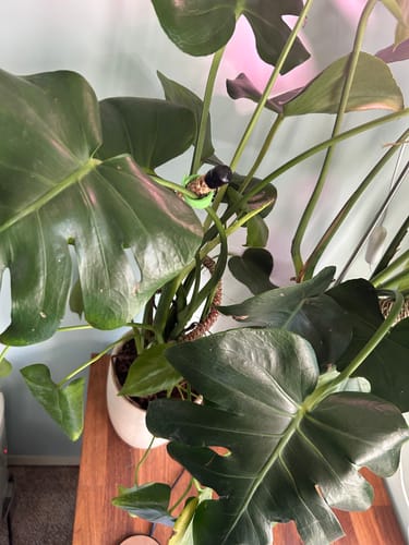 Customer photo of The Original Bendable Coir Pole™ - Best Seller (Tape Included) from Lisa S.