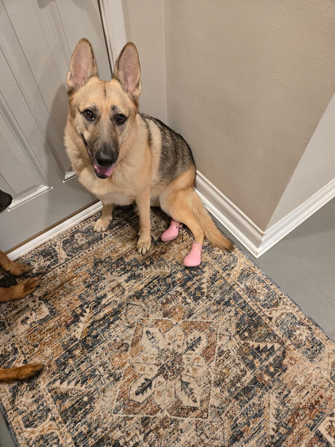 Customer photo review of WagWellie® Single