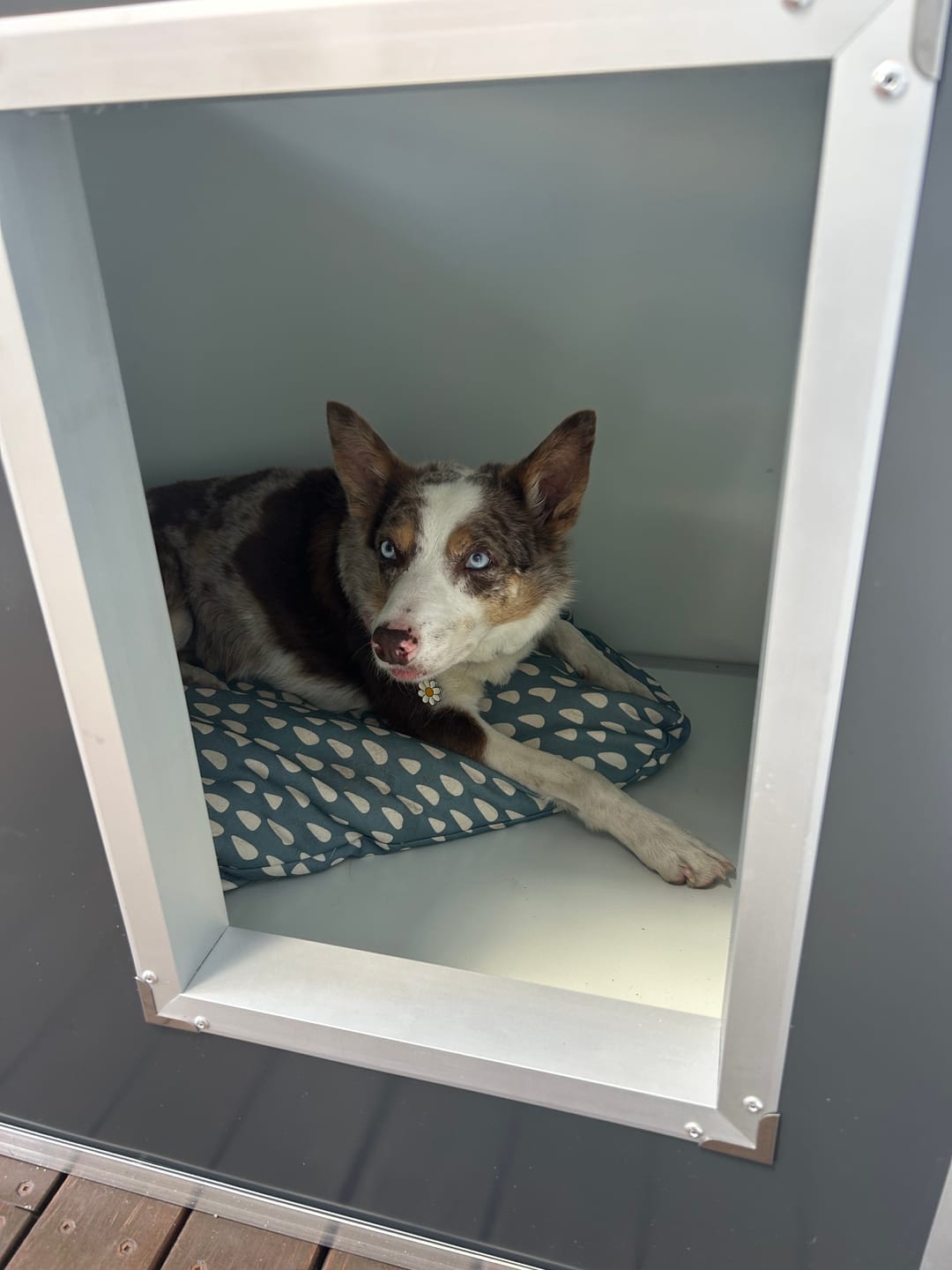 Customer photo review of CozyCube Coldroom Panel Insulated Dog House