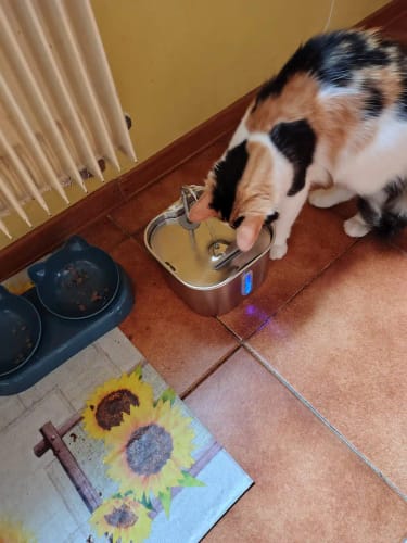 Customer photo review of HydraPurr - Katzenbrunnen aus Edelstahl