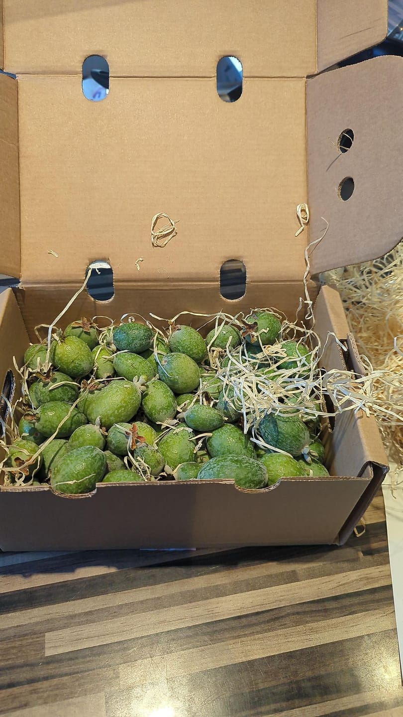 Customer photo review of Feijoa (brasilianische Guave) Bio
