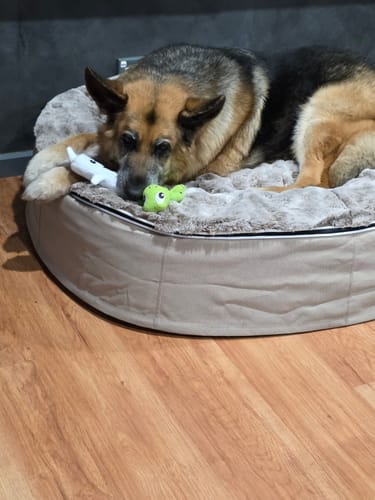 Customer photo review of Large Rebound Foam Mattress Dog Bed - Interior/Outdoor