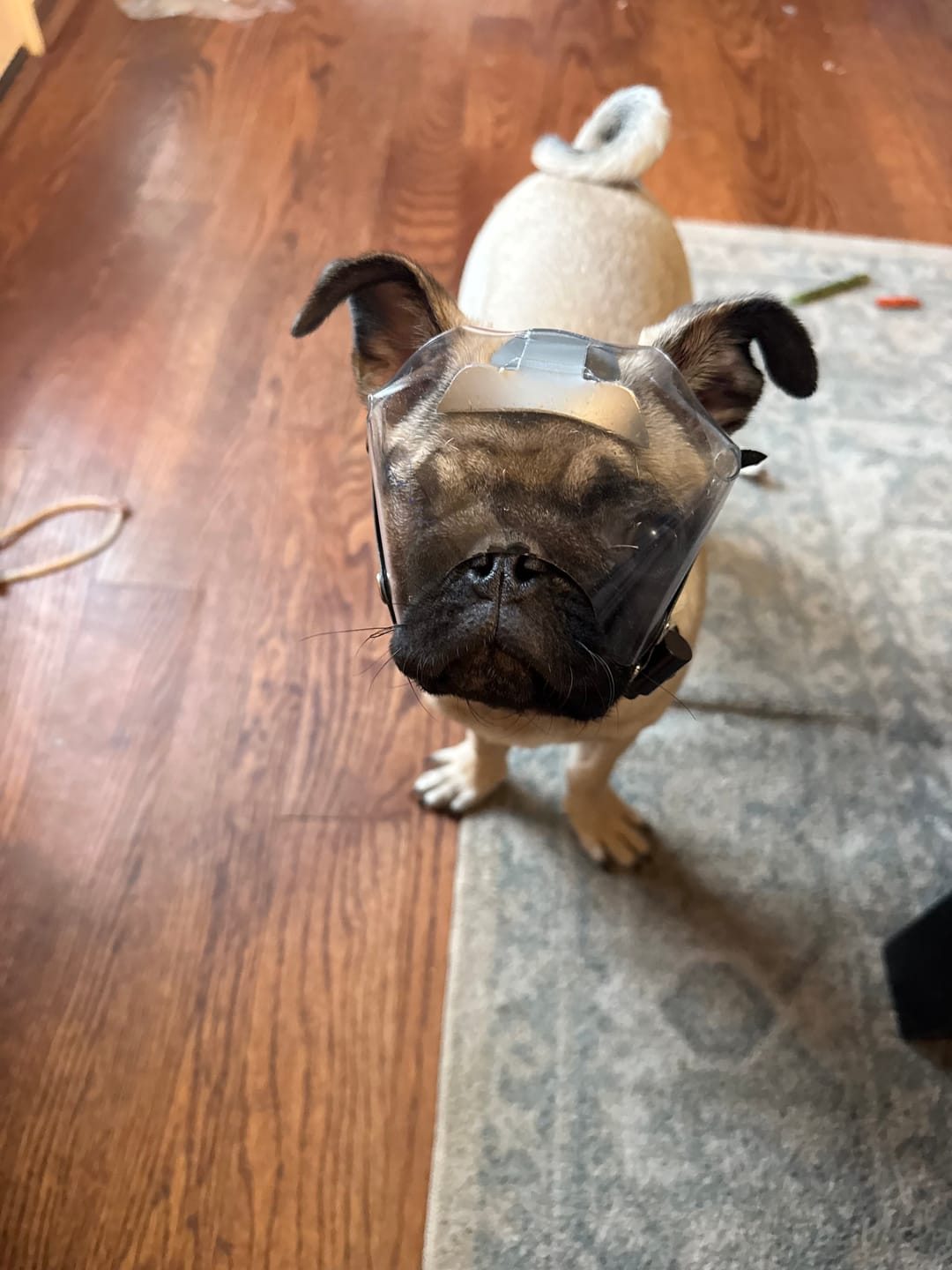 Customer photo review of OptiVizor - Short Snout Version - Clear UV Tint