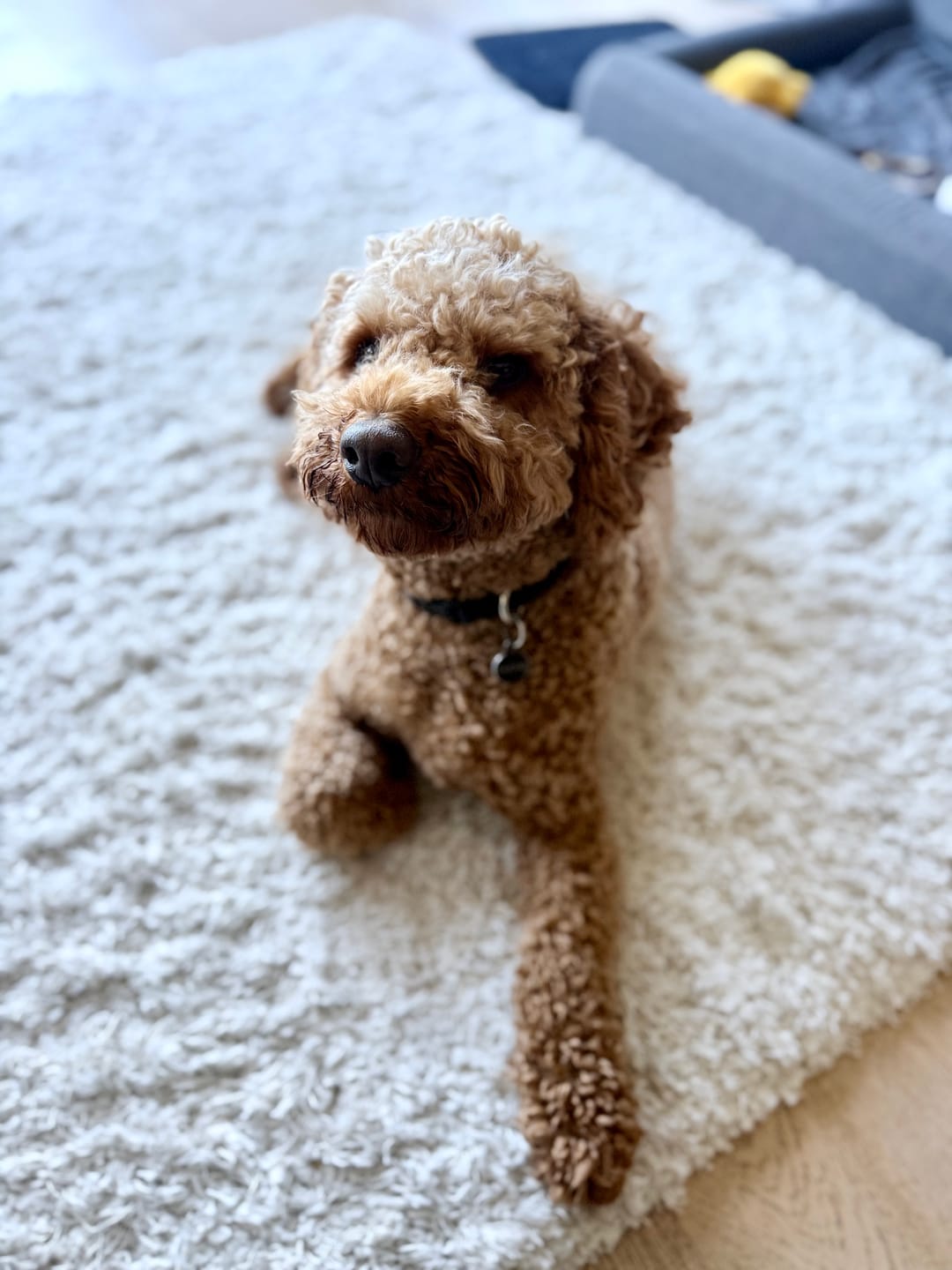 Customer photo review of Bugsy's Air-Dried Chicken