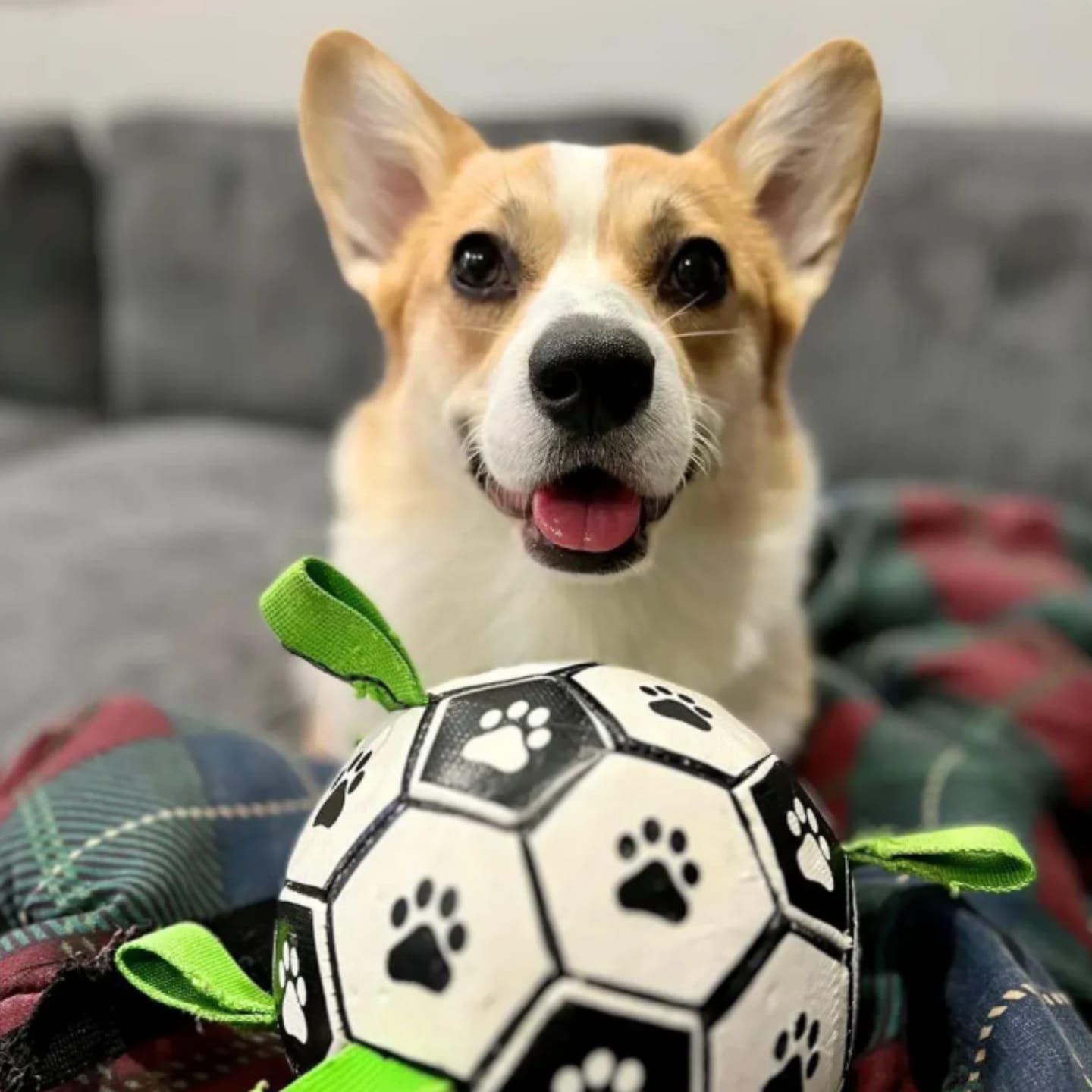 Customer photo review of FlappyBall - Hondenbal Met Touwlussen Bijtbestendig