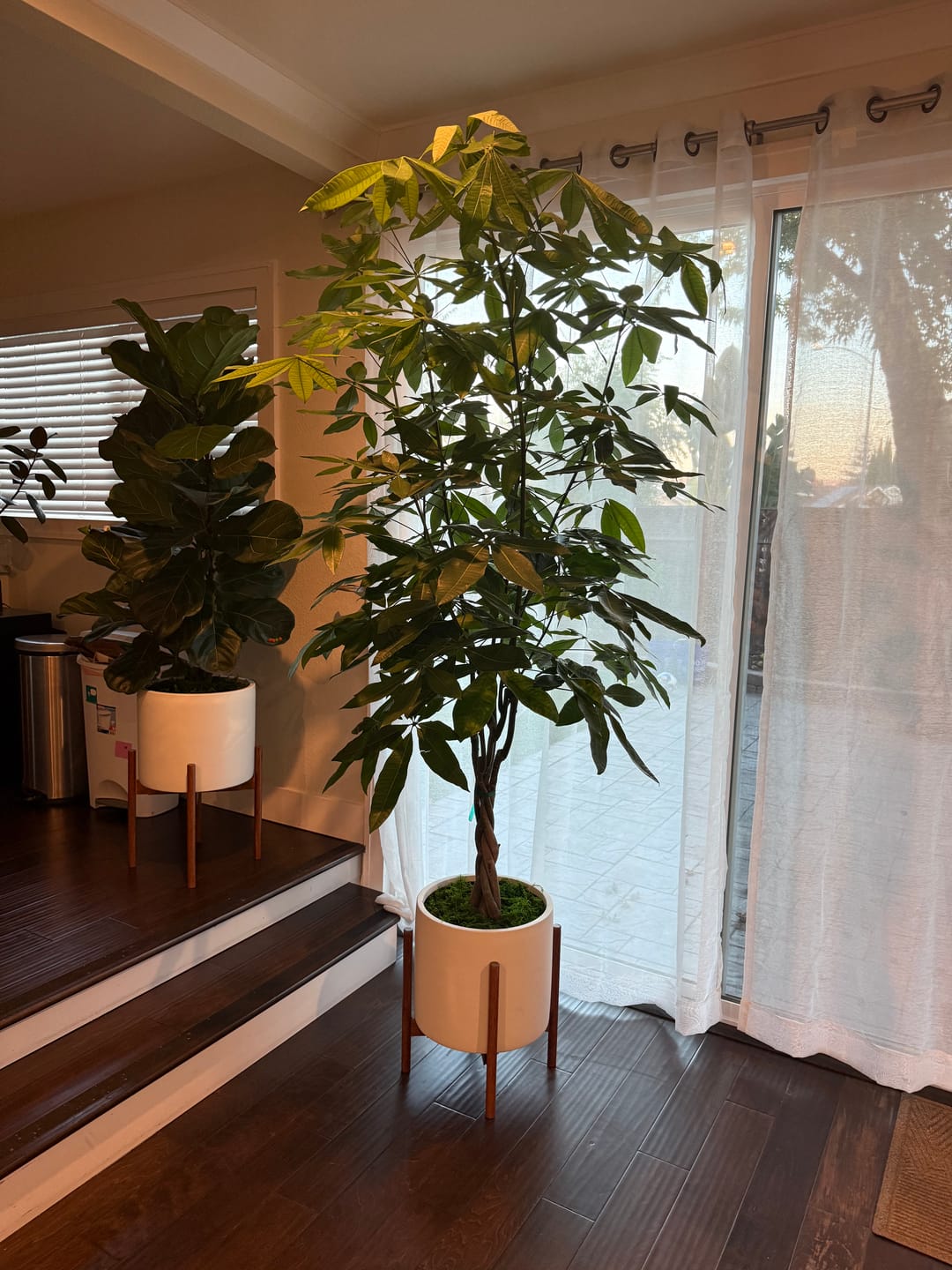 Customer photo review of Money Tree Braided, Tree Form, Pachira Aquatica, Good Luck Tree