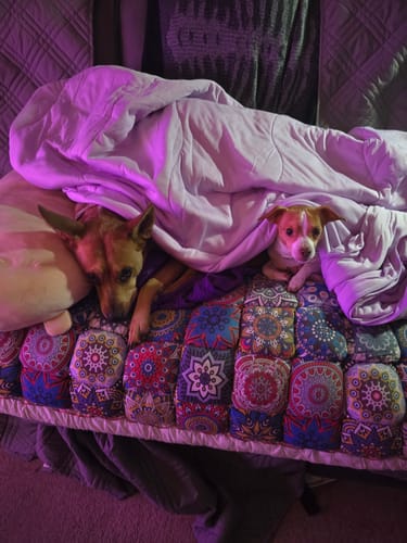 Customer photo review of The Ice Blanket