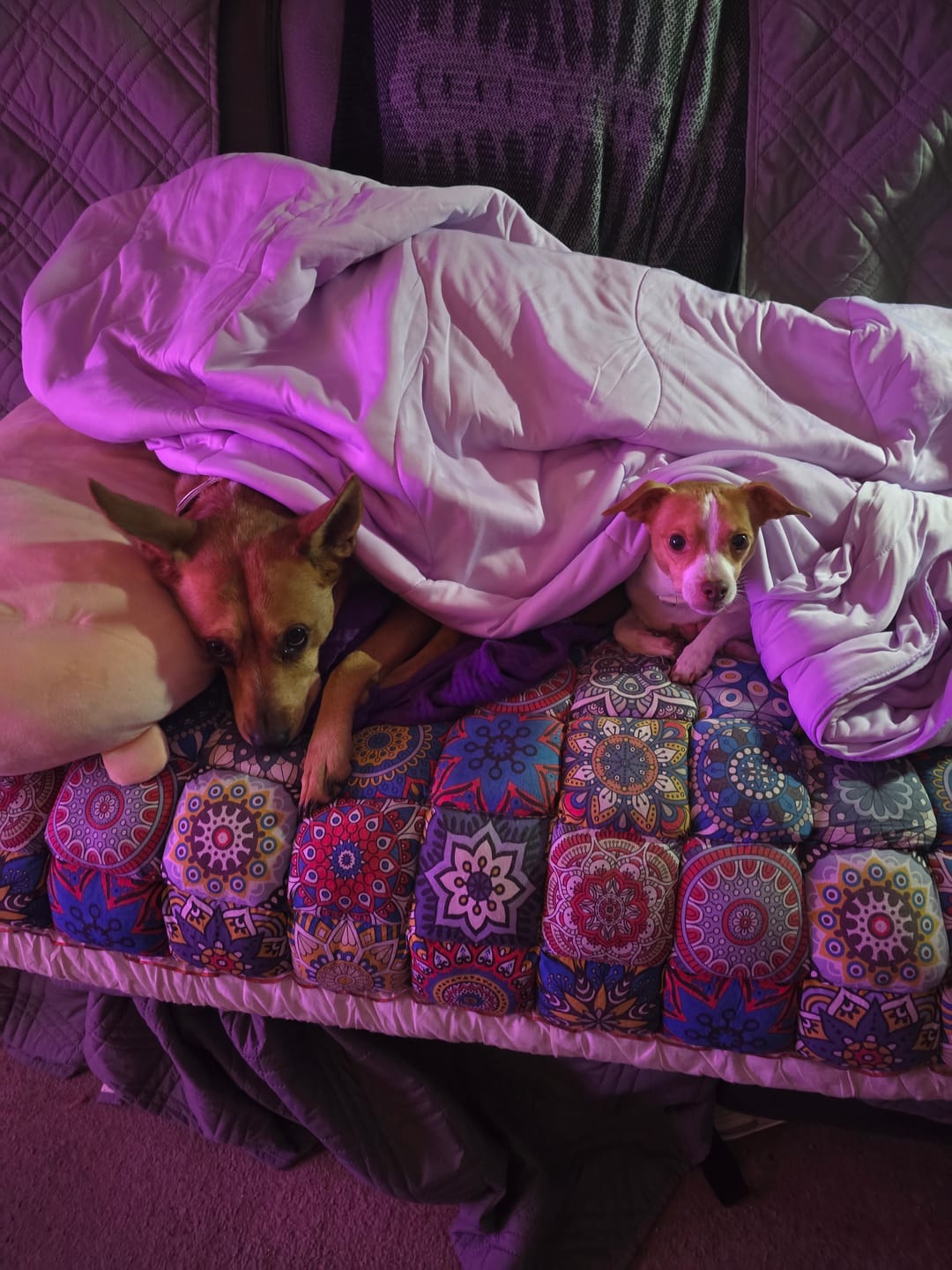 Customer photo review of The Ice Blanket