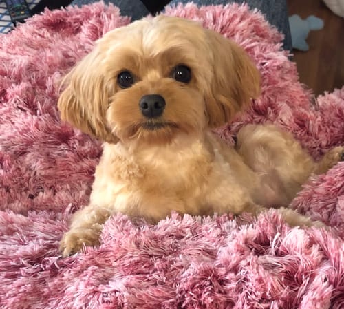 Customer photo review of Pet Calming Blanket
