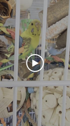 Customer video review of 1211 Pk6 Natural Bark Sola Sticks