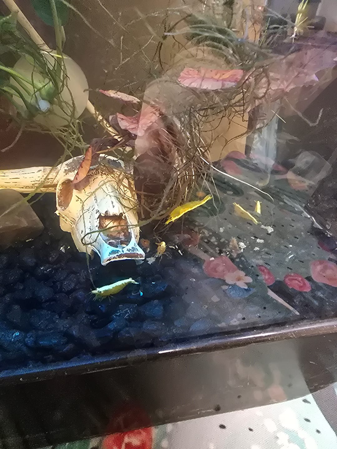 Customer photo review of Neon Yellow Shrimp "NEW"