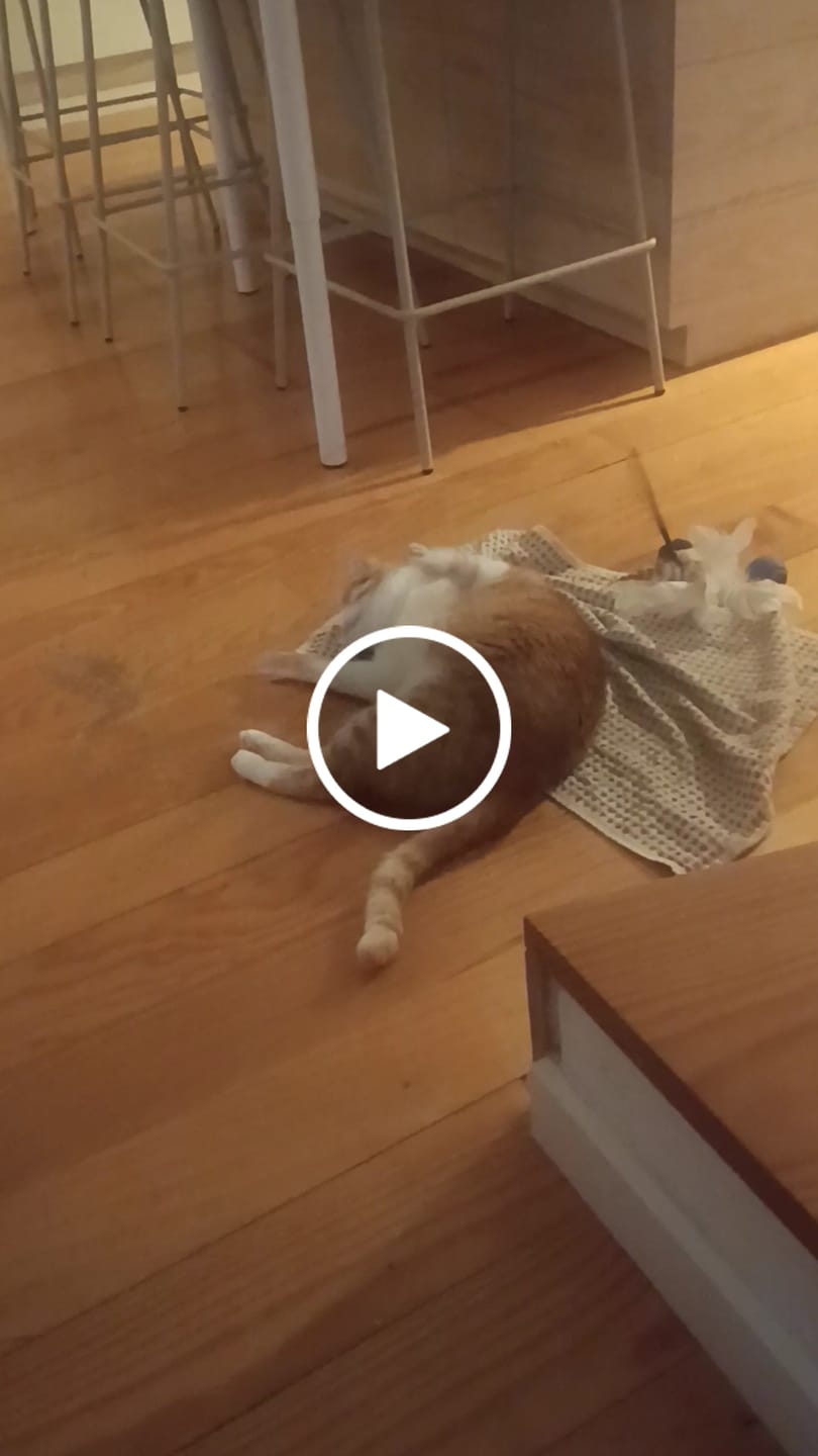 Customer video review of Interactive Bird Simulation Cat Toy Set | Leo's Paw