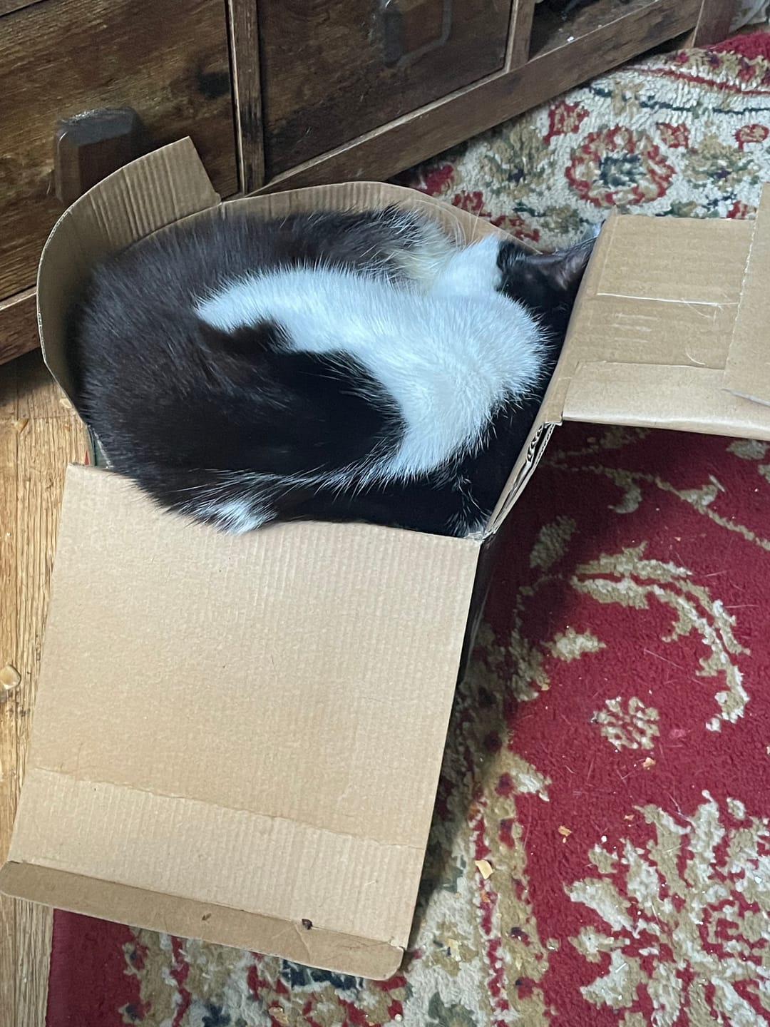 Customer photo review of Cat Gel