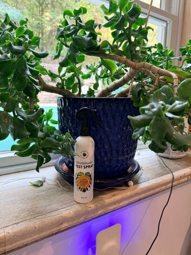 Customer photo review of Houseplant Pest Spray