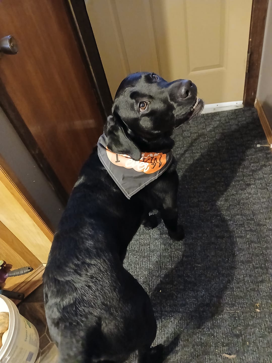 Customer photo review of 6 Inch Beef Jerky Strip